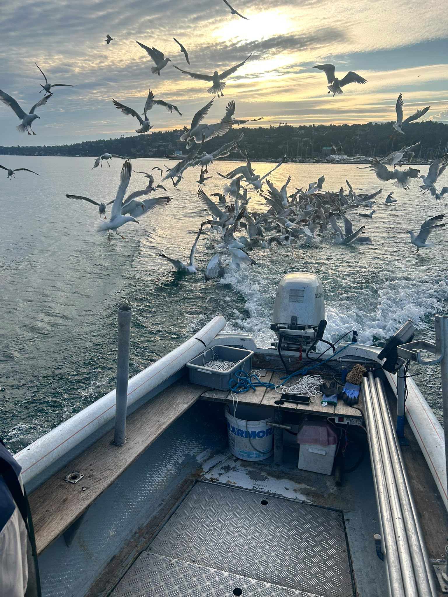 Arrivage de poisson frais Léman